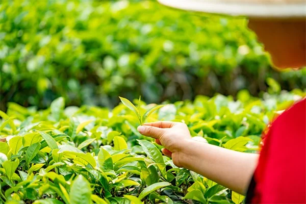 笑える植物名の由来を徹底解説。思わず吹き出す名前10選